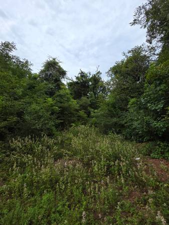 $11,560 A .6 Acre Tract +/- LAND FOR SALE in Jasper Texas. Financing Available (Jasper)64036372853379122