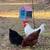 Chickens 1 thumbnail