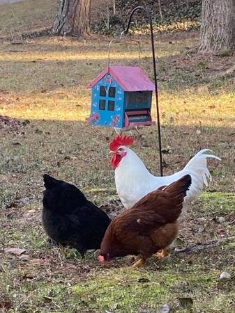 Chickens 1