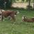 Polled Hereford Beef Calves 9 thumbnail