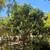 Loquat tree different sizes from small to large 4 thumbnail