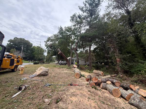 TREE REMOVAL & BRUSH CLEANUP – INSURED – FREE ESTIMATES 1