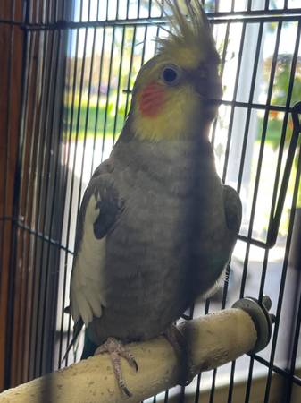 Cocktail (Wayne)591157892807413761