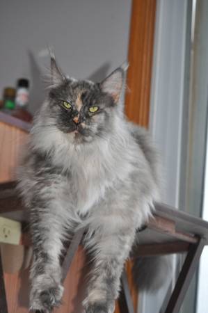 Gata Maine Coon hembra (New London)