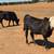 Angus Calves 6 thumbnail