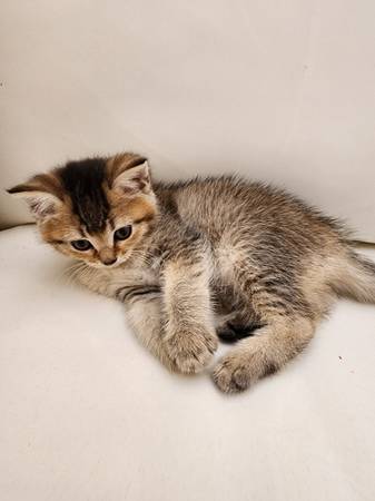 Ruga muffin mix female kitten  message me for price (Everett)63885717225091122