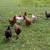 Laying hens 1 thumbnail