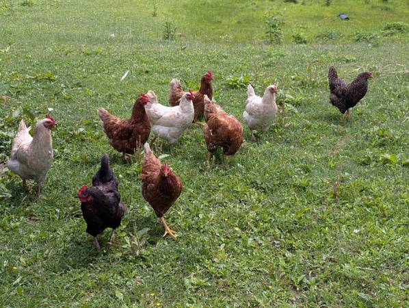 Laying hens 1