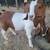 GOATS Bucklings 1 thumbnail