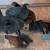 Laying Hens 2 thumbnail