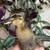 Ducklings 3 thumbnail