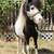 AMHR Miniature Mare in Foal 7 thumbnail