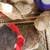 Coturnix Quails 5 thumbnail