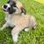 Free puppies 1 thumbnail