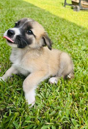 Free puppies 1