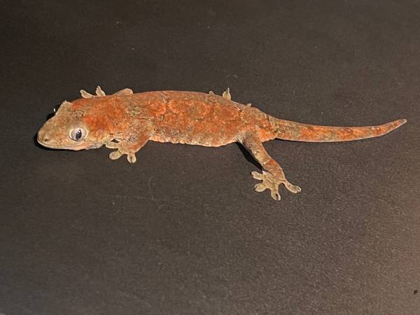 Geckos Chahoua565751750497423362