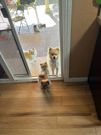 Perritos 1