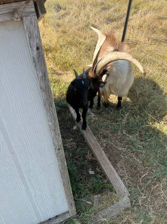 Goats for sale 1