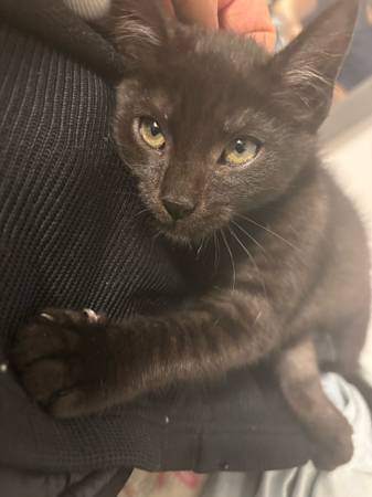 2 bonded kittens 1