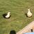Magpie ducks 3 thumbnail
