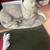 Heavy concrete cat on a mat 1 thumbnail