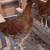 Laying hens 3 thumbnail