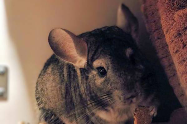 Pets 1