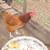 Hens 3 thumbnail