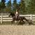 Gorgeous Black Quarter Horse for Sale 15 thumbnail