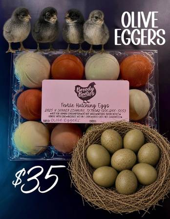 Olive Egger Hatching Eggs 1