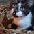 Kittens looking for good homes 4 thumbnail