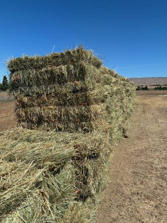 Grass Hay Moxee 1