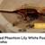 Crested Geckos high end morphs 2 thumbnail