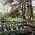 GARGANTUAN Plant SALE! 3 thumbnail