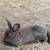 Standard rex rabbit 4 thumbnail