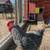 Roosters For Sale 2 thumbnail