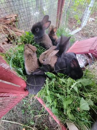 Bunnies 1
