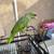 Lilac Amazon parrot (tame & talks) 7 thumbnail