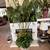 Beautiful Pallor Palm Surrounded By Silk Evergreen Plants. 7 thumbnail