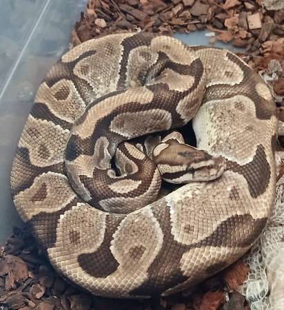 Ball Pythons (Lansing)63934970536962120