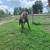 Miniature Stallion 4 thumbnail