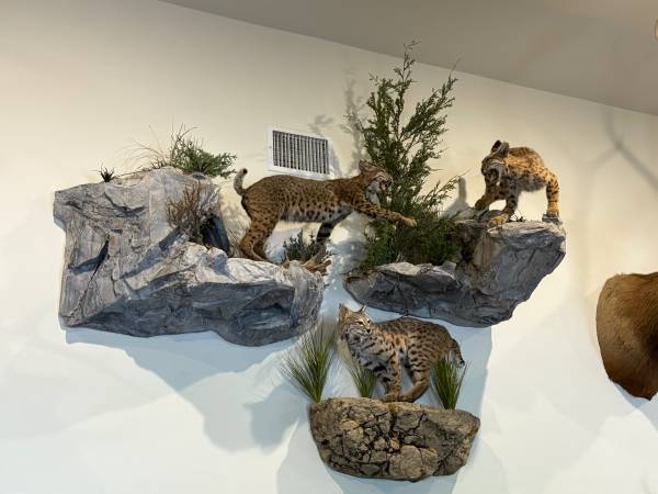 Bobcats 1