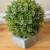 Artificial Plant 1 thumbnail