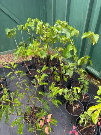 Milo trees 1