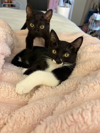 DOS GATITAS HEMBRAS EN BUSCA DE NUEVO HOGAR (Austin)