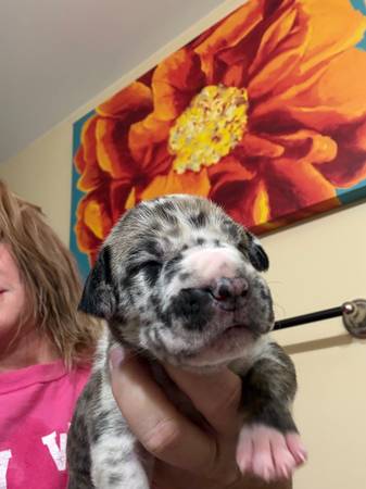 Great Dane Puppy 1