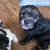 Puppys 4 thumbnail