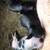 Feeder pigs 5 thumbnail
