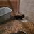 Kittens 4 thumbnail