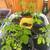 Morigna tree seedlings 1 thumbnail